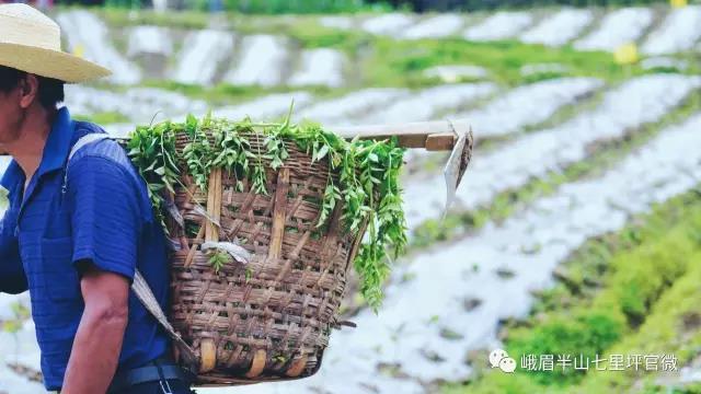 双叒叕在全国火了!电子pg这个地方又(图7) 双叒叕在全国火了!电子pg这个地方又(图7)